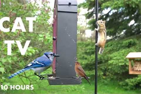 Saturday Morning Cartoons for Pets - 10 Hours of Backyard Birds and Critters - Cat TV - Jun 01, 2024