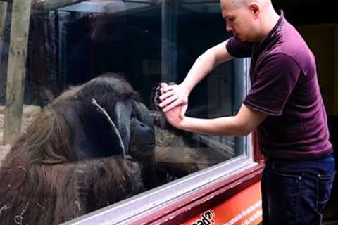 The Orangutan want to see the magic trick ❤️ Funniest Animal Videos