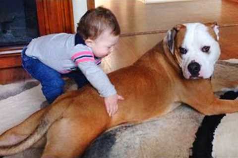 When you wanted to be a big brother - Cute dog and their little friends