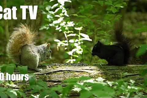 Chipmunks with Blonde, Black and Brown Squirrels in the Forest - Cat TV for Pets - Jun 03, 2024