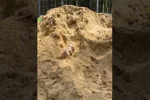 Maltipoo Assists with Construction Dig!