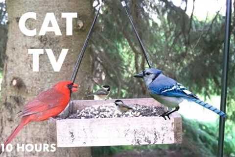 Cardinals, Blue Jays, Chickadees and Squirrels at the Feeder - 10 Hour Video for Pets - Jun 04, 2024