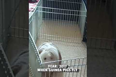 Guinea Pig Makes Giant Jump | FROM THE VAULT