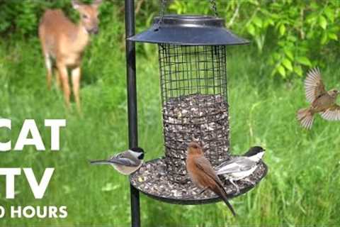 Backyard Jays, Finches, Ravens and a Surprise Guest! - 10 Hour Cat TV for Pets - Jun 06, 2024