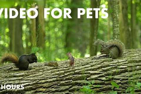 Squirrels, Chipmunks and Birds in a Canadian Forest - 10 Hour Video for Pets - Jun 07, 2024