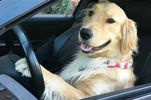 These Funniest Golden Retrievers will make you laugh all day 😅