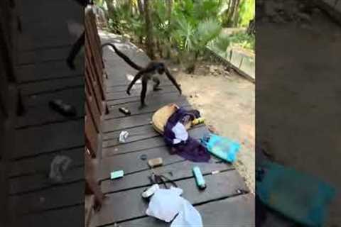 Monkey Snatches Woman's Bag!