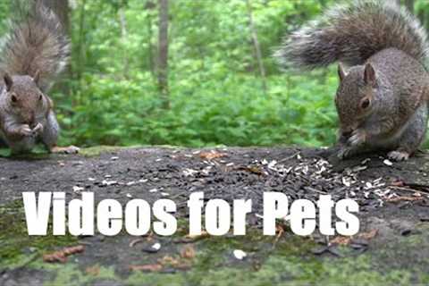 Video for Pets and People - 10 Hours of Animals in a Peaceful Forest - Cat TV - Jun 10, 2024