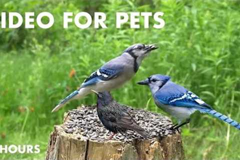 Woodpeckers, Ravens, Jays, Chipmunks and Backyard Animals - 10 Hour Cat TV for Pets - Jun 11, 2024