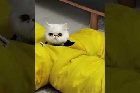 Cat Plays Peek-a-Boo with Pet Parent