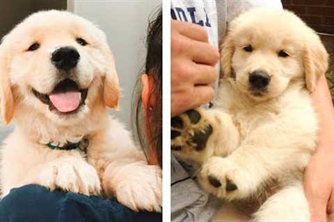 😍 Cute Golden Puppies Make Your Heart Warm 🐶 | Cute Puppies