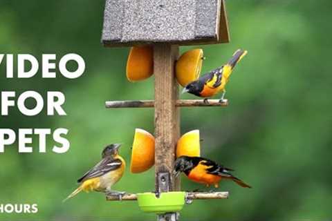 Baltimore Orioles, Cardinals, Doves and Backyard Birds - 10 hour Cat TV for Pets - Jun 17, 2024