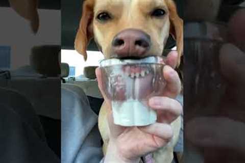 Dog Hilariously Eats Ice Cream From Cup