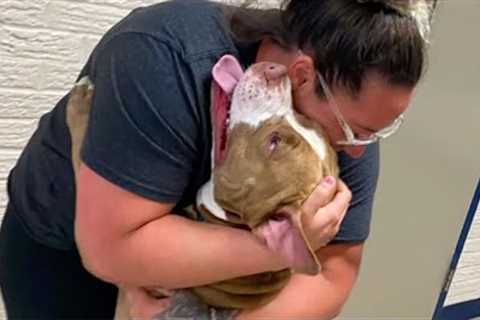 Pitbull dog is overjoyed to reunite with his owner after 2 years of separation