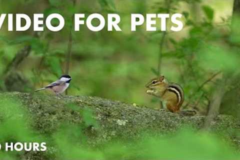 Chipmunks, Birds, Squirrels and Forest Friends - 10 Hour Cat TV for Pets to Watch 🐱 - Jun 18, 2024