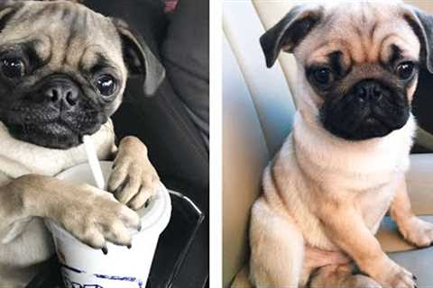 🥰 Pug Puppies's Funny And Cute Actions Make Your Heart Flutter 🐶 | Cute Puppies