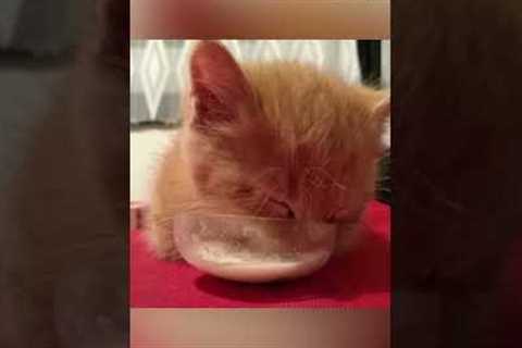 Kitten Falls Asleep In Food | Pets Translated