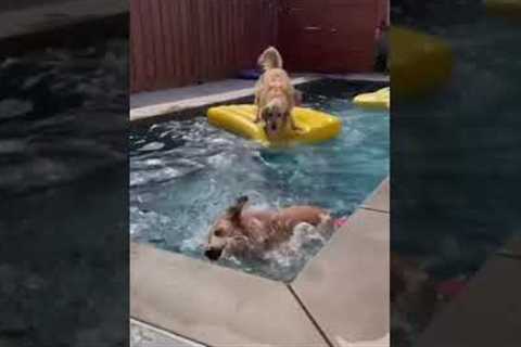 Dogs Play in Swimming Pool!