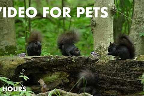 Beautiful Black Squirrels and Friends in the Forest - 10 Hour Cat TV for Pets - Jun 20, 2024