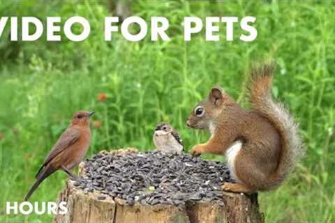 Red Squirrels, Ravens, Chipmunks and More! - 10 Hour Video for Pets and People - Jun 21, 2024