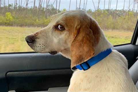 'Brave' dog's response upon realizing it's time for a vet visit