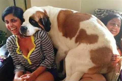 The Big Dog Thinks He's a Lap Dog! 🤣 Funny Dog Video