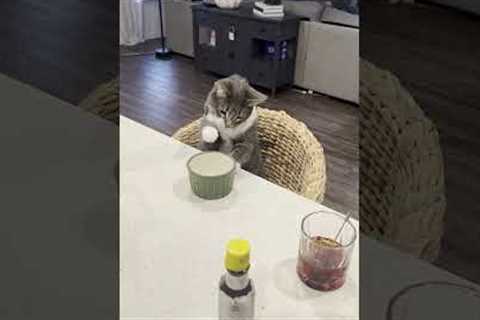 Cat Taste Tests Drink by Dipping Paw in it