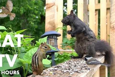 Sunday Morning Brunch for Backyard Birds, Squirrels and Chipmunks - 10 hour Cat TV - Jun 23, 2024