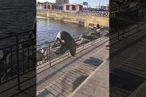 Large Sea Lion Jumps Over Barrier to Play with People