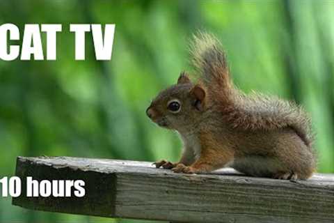 Red Squirrels, Chipmunks and Birds on the Boardwalk - 10 Hour Video for Pets - Jun 24, 2023