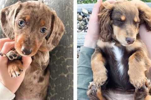 🐶 These Dachshund Puppies Help You Happier Everyday 😍 | Cute Puppies