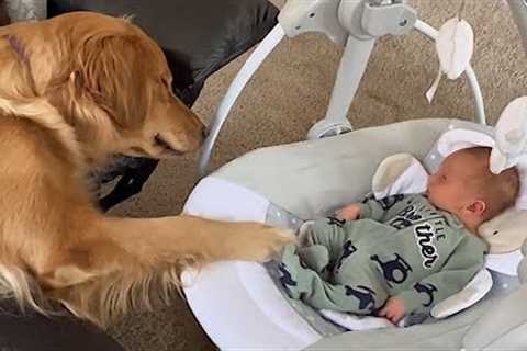 The Golden Retriever Dog's Unwavering Devotion to a Little Friend 🍭 Cute dog and human