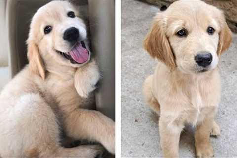 Cute Golden that Will Make Your Day So Much Better 🥰 | Cute Puppies