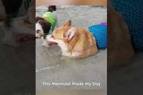 The Corgi Mermaid | From the VAULT