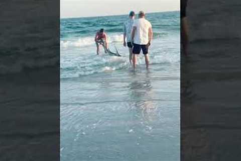 Men Help Return Huge Hammerhead Shark to Sea