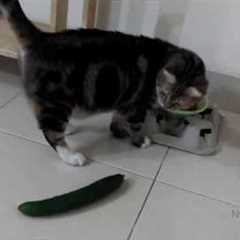 🤣 Funniest 😻 Cats and 🥒 Cucumbers - Awesome Funny Pet Videos 😇