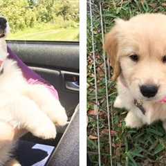 😍 Cute & Funny Golden Puppies Videos That Are IMPOSSIBLE Not To Aww At 🐶 | Cute Puppies