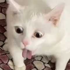 Cat Gagging Compilation