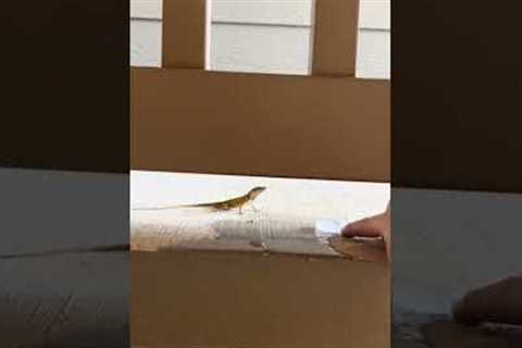 Woman Pours Water in Lid and Offers it to Little Lizard