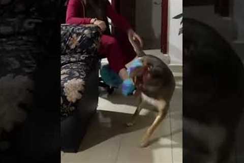 Dog Doesn't Want Mom To Keep Working At Desk