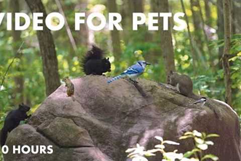 Chipmunks, Squirrels and Animals in a Canadian Forest - 10 Hour Cat TV for Pets - Jul 02, 2024