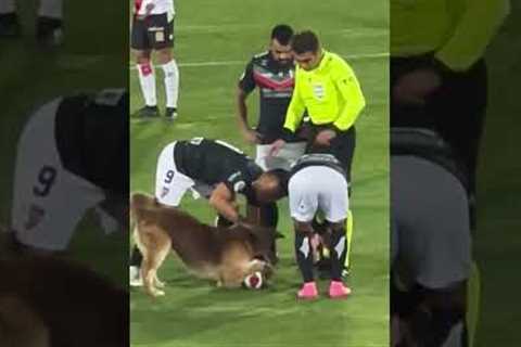 Dog Interrupts Professional Soccer Match