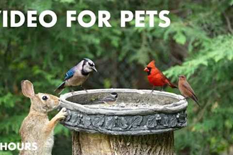 Rabbits, Cardinals, Blue Jays and Backyard Animals - 10 hour Cat TV for Pets to Watch - Jul 03, 2024