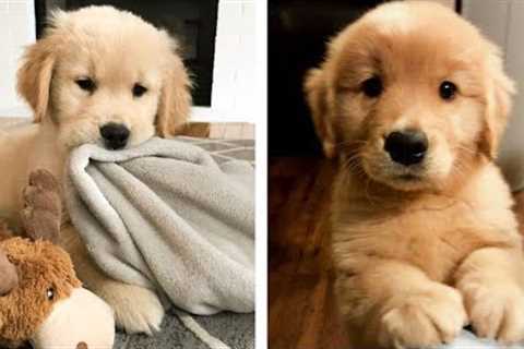 The Best Adorable Golden Puppies 🐶 Look Forward To Seeing Them All | Cute Puppies