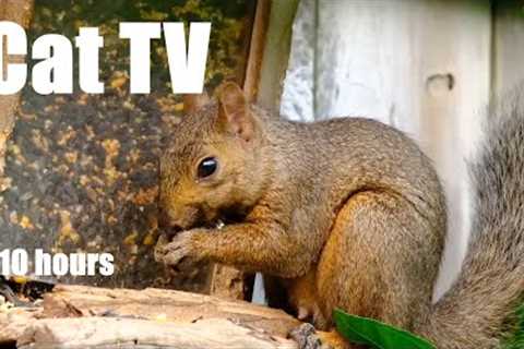 Sunday Morning Brunch for Birds, Squirrels and Chipmunks - 10 Hour Cat TV for Pets - Jun 30, 2024