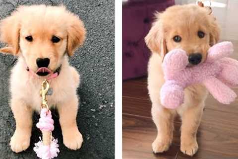 Cute Golden Dogs Help You Relax After Tiring Day 🐶🥰 | Cute Puppies