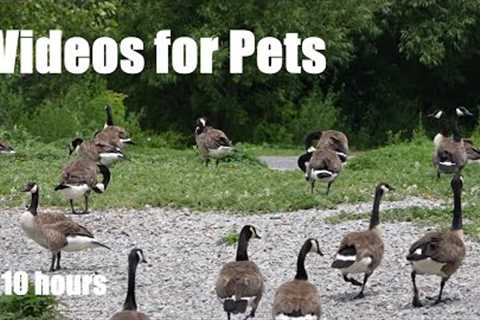 Saturday Morning Cartoons for Pets - 10 hours of Geese, Ducks and Water Birds - Jun 29, 2024