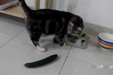 🤣 Funniest 😻 Cats and 🥒 Cucumbers - Awesome Funny Pet Videos 😇