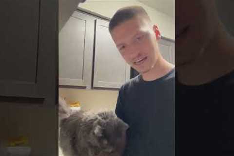 Cat Demands Attention While Pe Parent Cleans Dishes