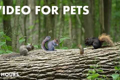 Chipmunks, Squirrels and Forest Friends - 10 Hour Video for Pets and People - Cat TV - June 28, 2024